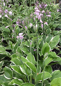 Hosta fortunei 'Albomarginata'